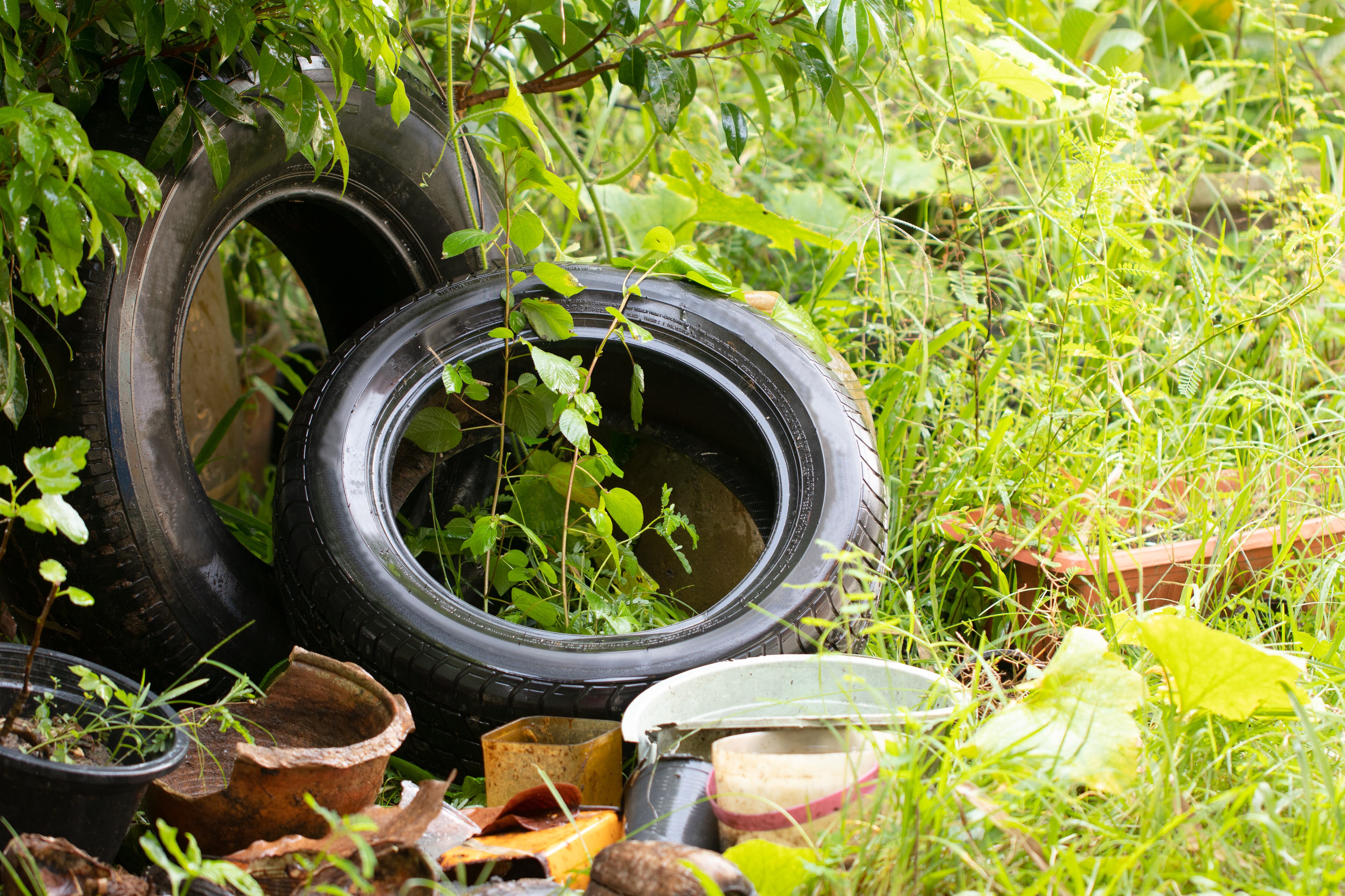 Los criaderos donde la mosquita transmisora del dengue deja sus huevecillos deben eliminarse de las comunidades.
Fotografía: Shutterstock