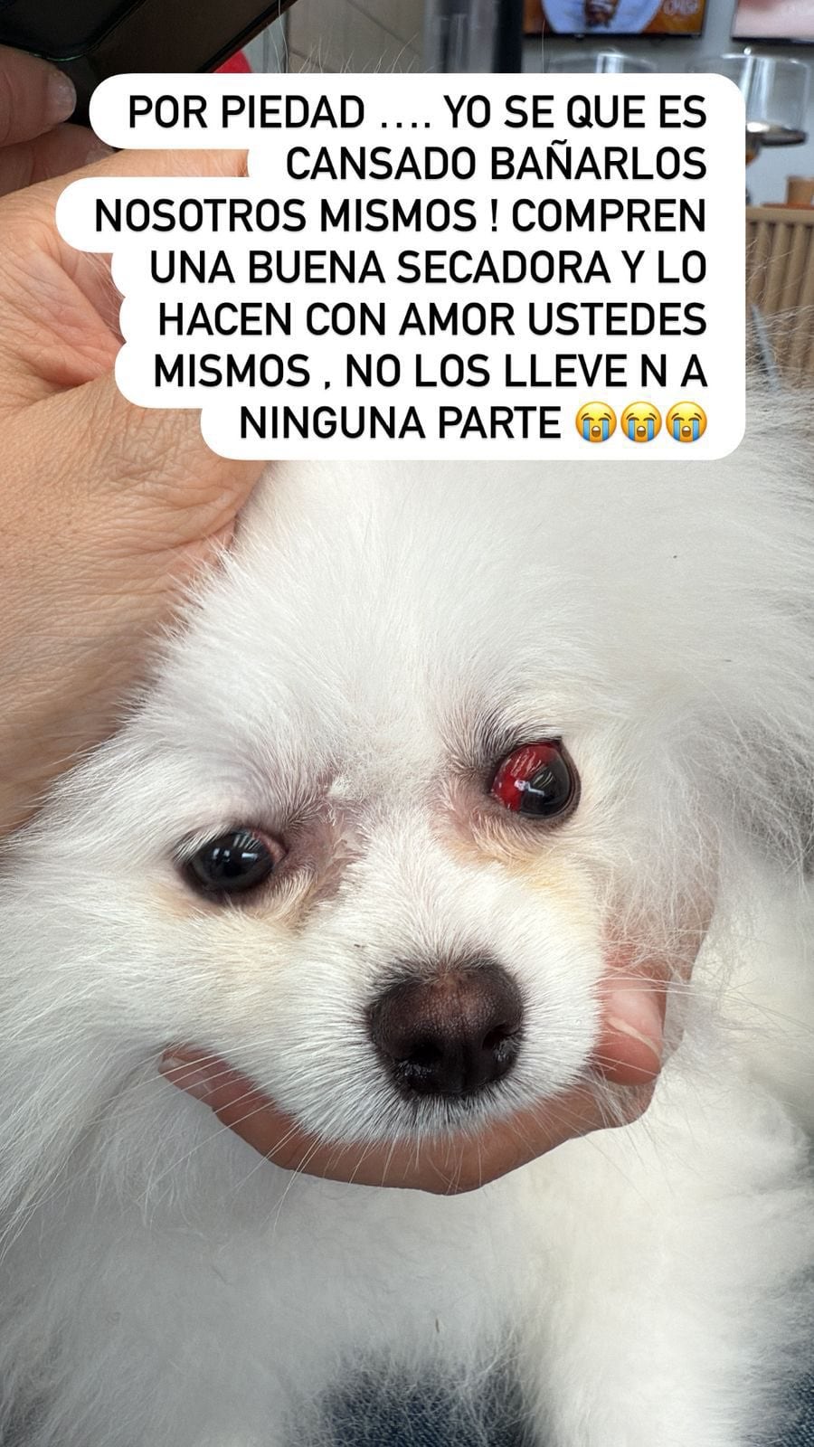 Emiliano es un pomeranian de 6 meses que habría sido víctima de maltrato durante una cita de grooming.