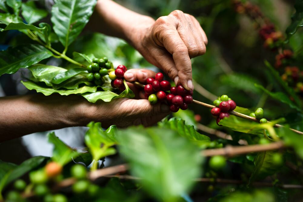 Planta de café