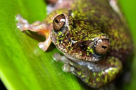 Descubren en Costa Rica nueva especie de rana endémica que habita cafetales