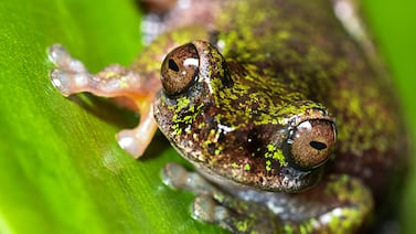 Nocturna y cafetera, la nueva especie de rana descubierta en Costa Rica