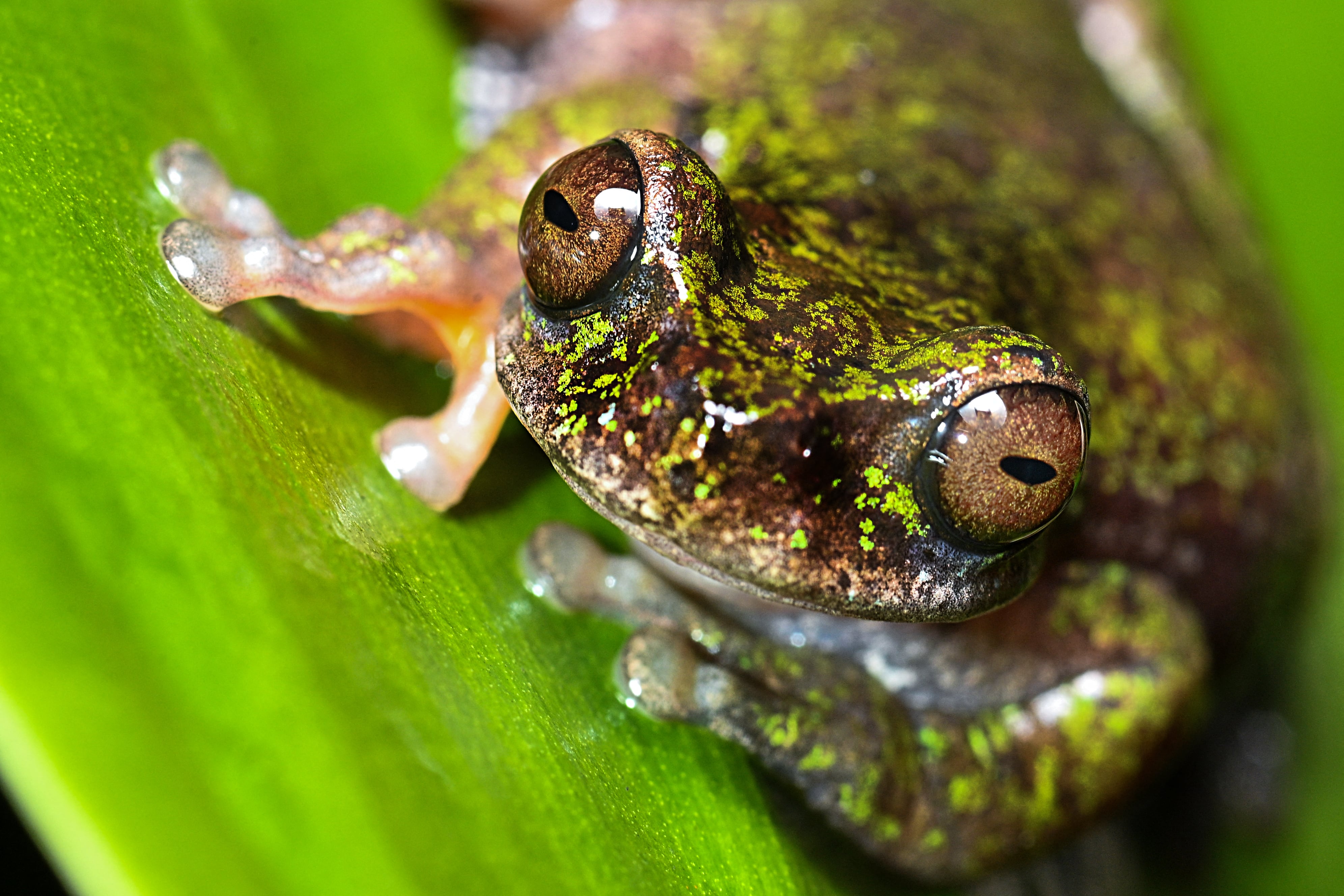 Descubren nueva especie de rana en Costa Rica