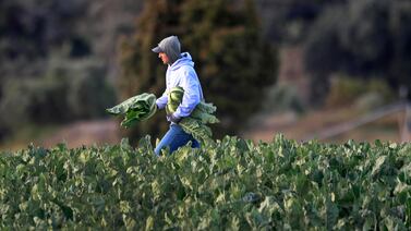 Los cultivos que alimentan a Costa Rica (y un vistazo a la producción forestal)