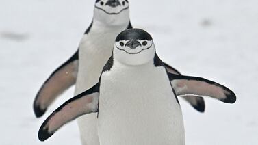 Isla Decepción: una esperanza en la Antártida de hallar vida en Marte