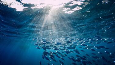 El ritmo de calentamiento de los océanos casi se duplicó desde 2005