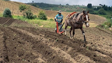 El sector agrícola en Costa Rica se debilita cada vez más, ¿se acerca el fin del labriego sencillo?