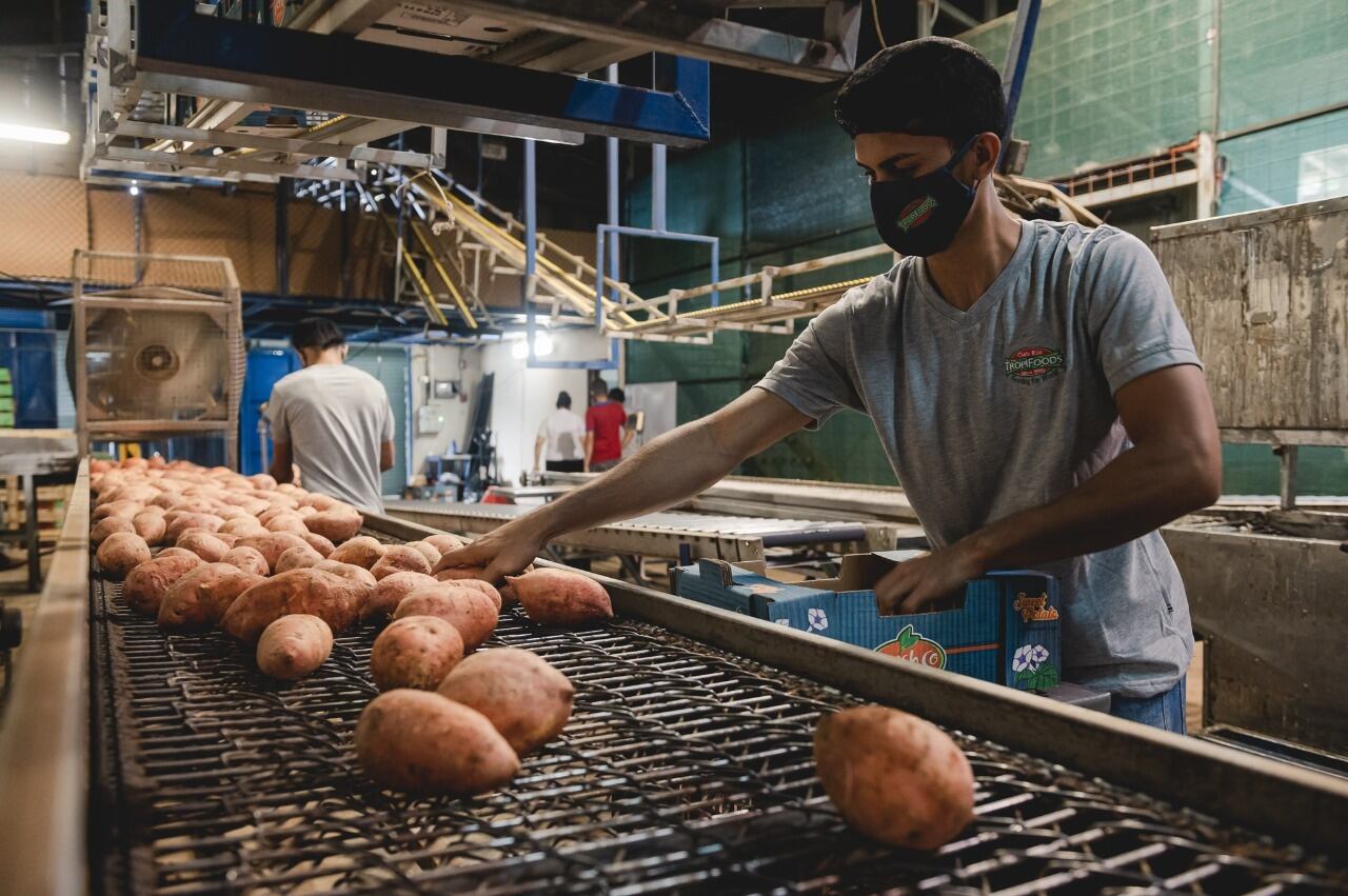 TropiFoods, una empresa nacional que exporta camote naranja a Francia, ese un caso de éxito del programa “Descubre”, una alianza público- privada que une al ministerio de Comercio Exterior (COMEX), el Ministerio de Agricultura y Ganadería (MAG) y la Promotora del Comercio Exterior (PROCOMER) con apoyo de CINDE y el Sistema de Banca para el Desarrollo.