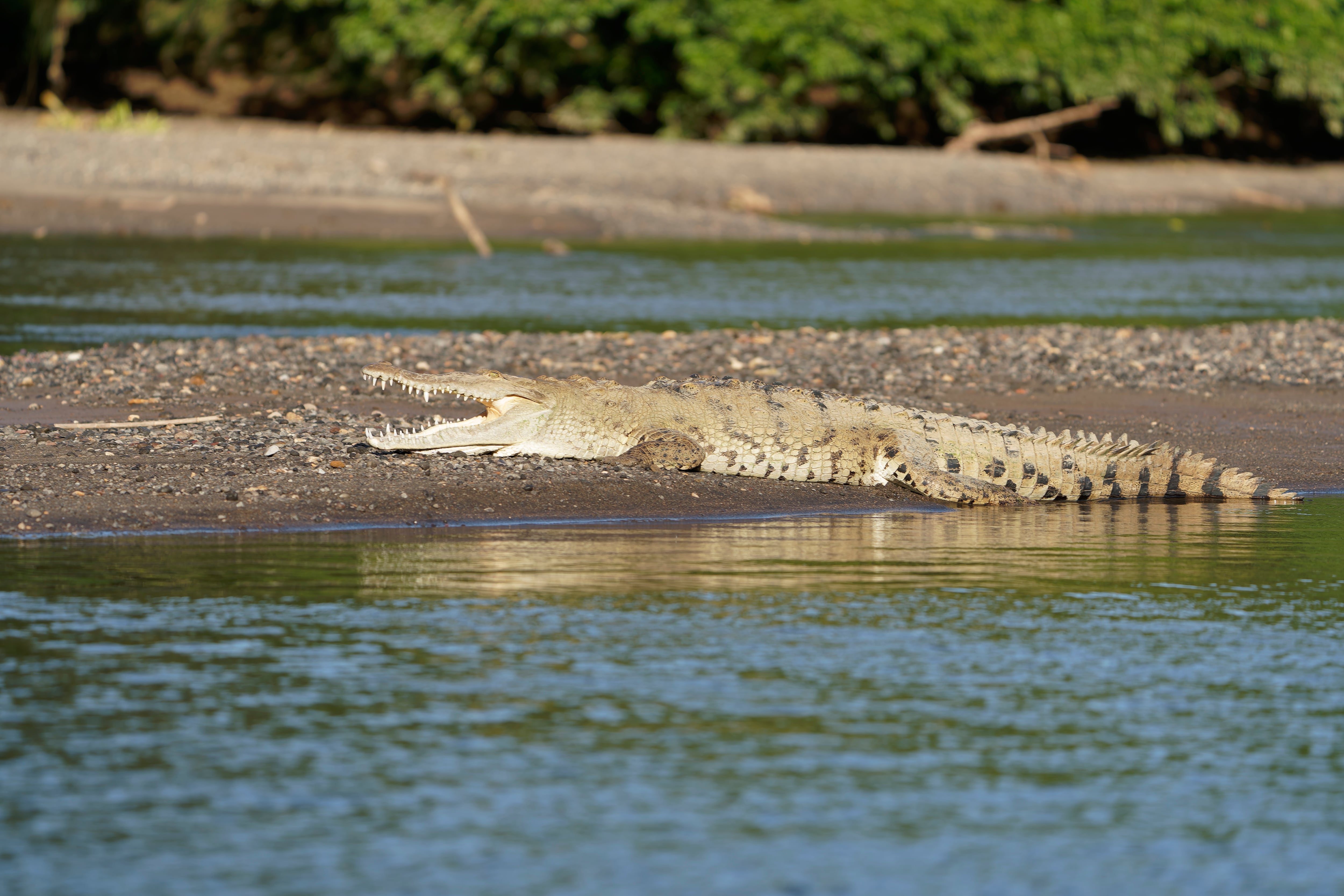 Reptiles, aves y mamíferos conviven en la zona como parte del ecosistema natural.