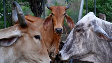 Maíz seco, vacas raquíticas: El Niño golpea al Corredor Seco centroamericano con severa escasez de agua y pérdidas agrícolas