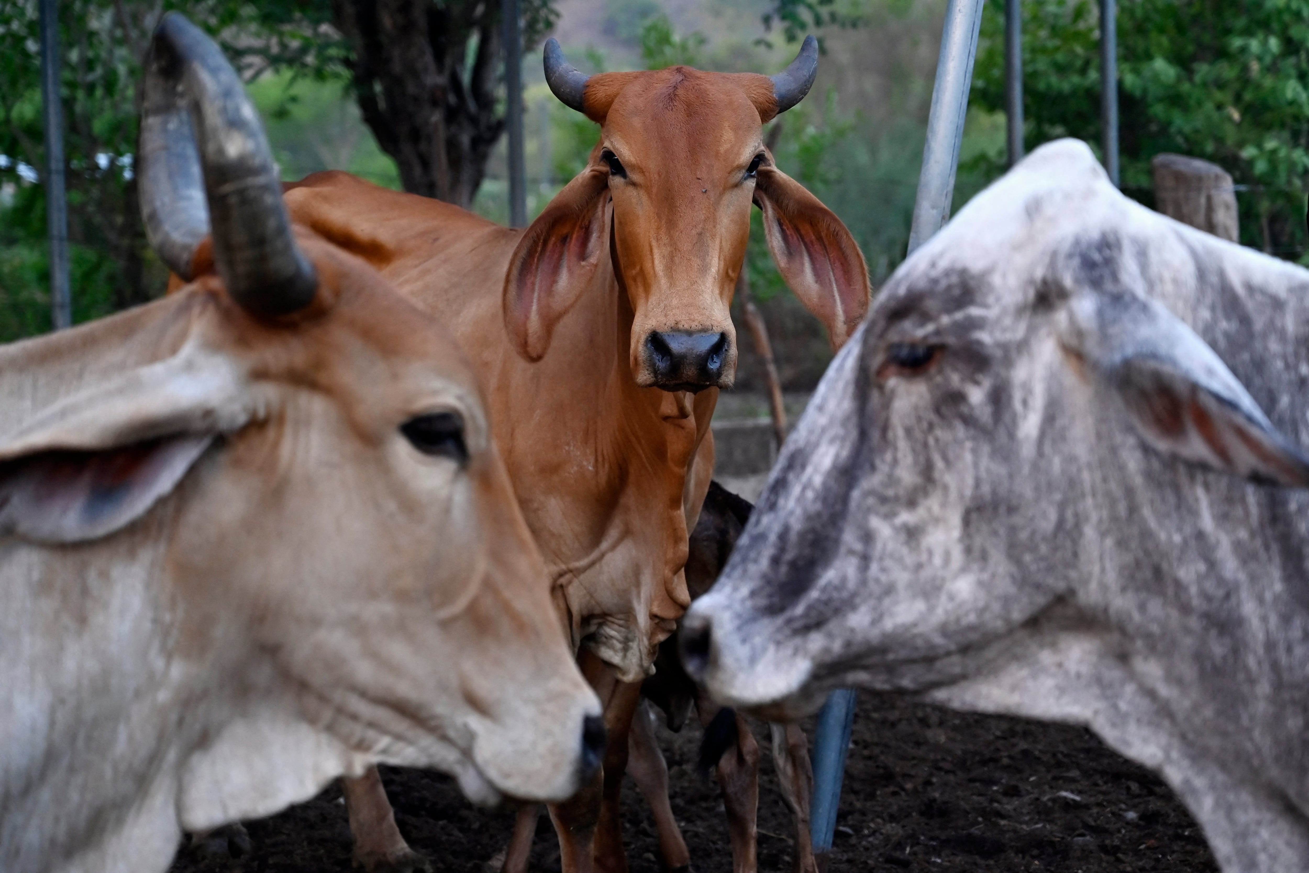 Se observan vacas en la aldea de Los Piches, en San Lorenzo (departamento de Valle, Honduras), el 4 de septiembre de 2026.
Los animales están muriendo en medio de la peor sequía que recuerdan muchos centroamericanos, quienes enfrentan los implacables efectos del poderoso fenómeno meteorológico de El Niño.