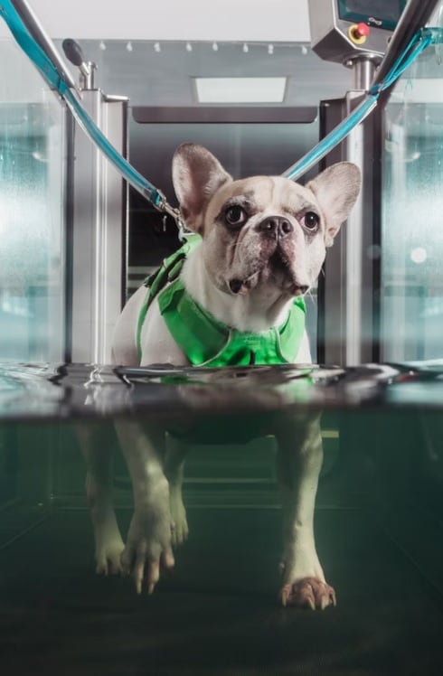 Tratamiento de medicina veterinaria