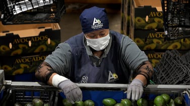 Estados Unidos reanuda parcialmente inspecciones de aguacates en México tras suspensión por violencia
