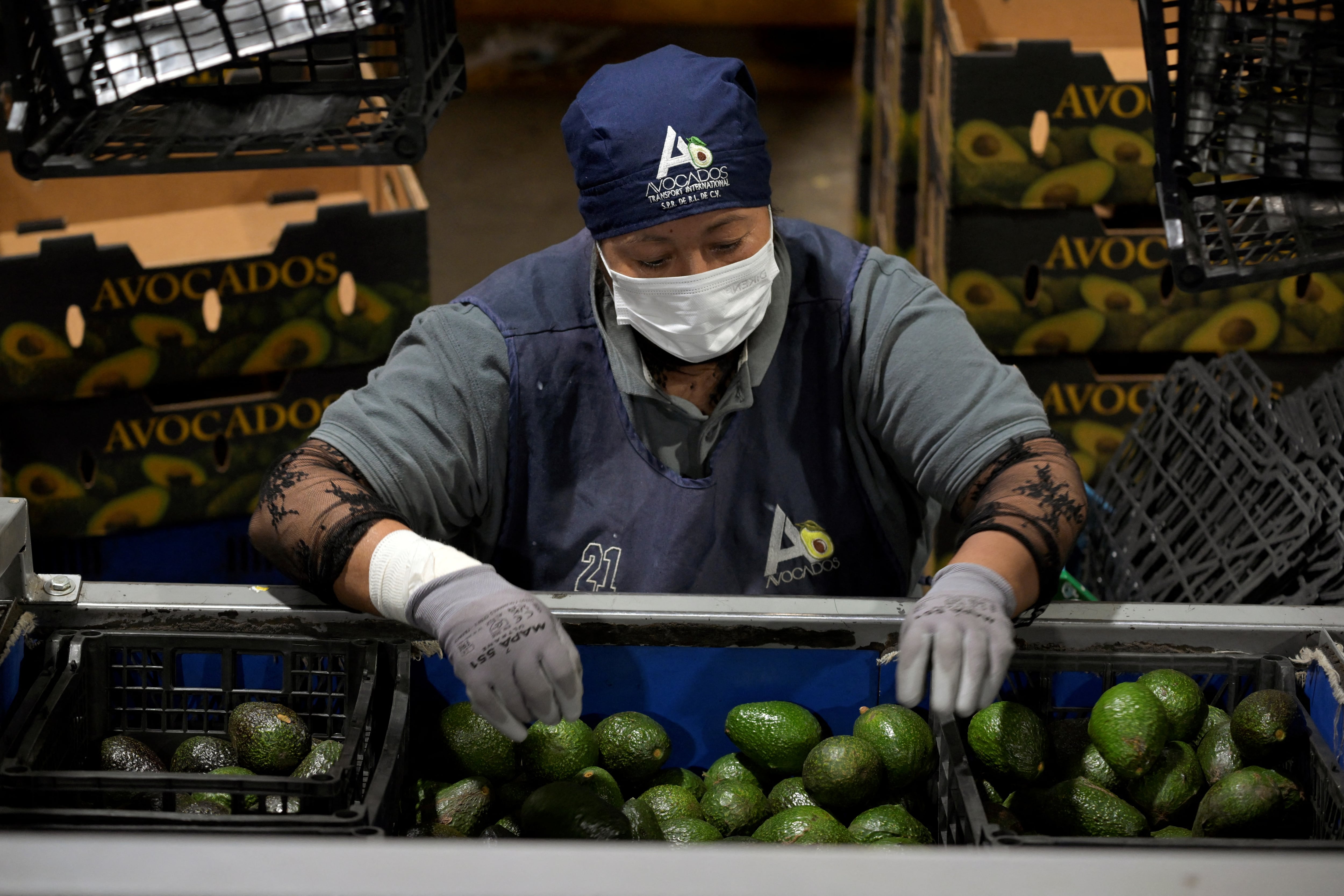 Un trabajador clasifica aguacates en una planta empacadora de aguacate en el municipio de Ario de Rosales, Michoacán, México, el 17 de abril de 2026.