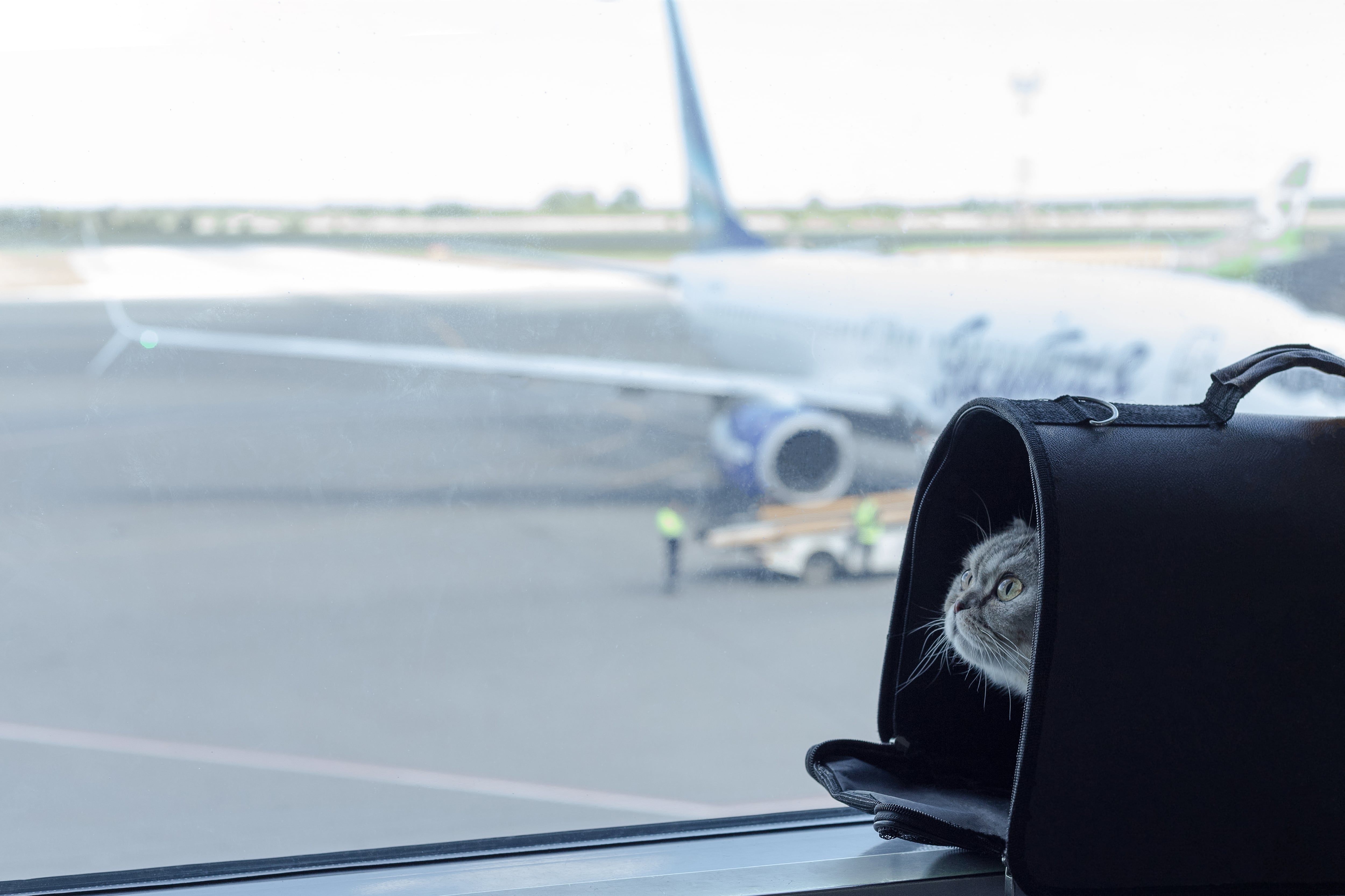 Viajar con una mascota