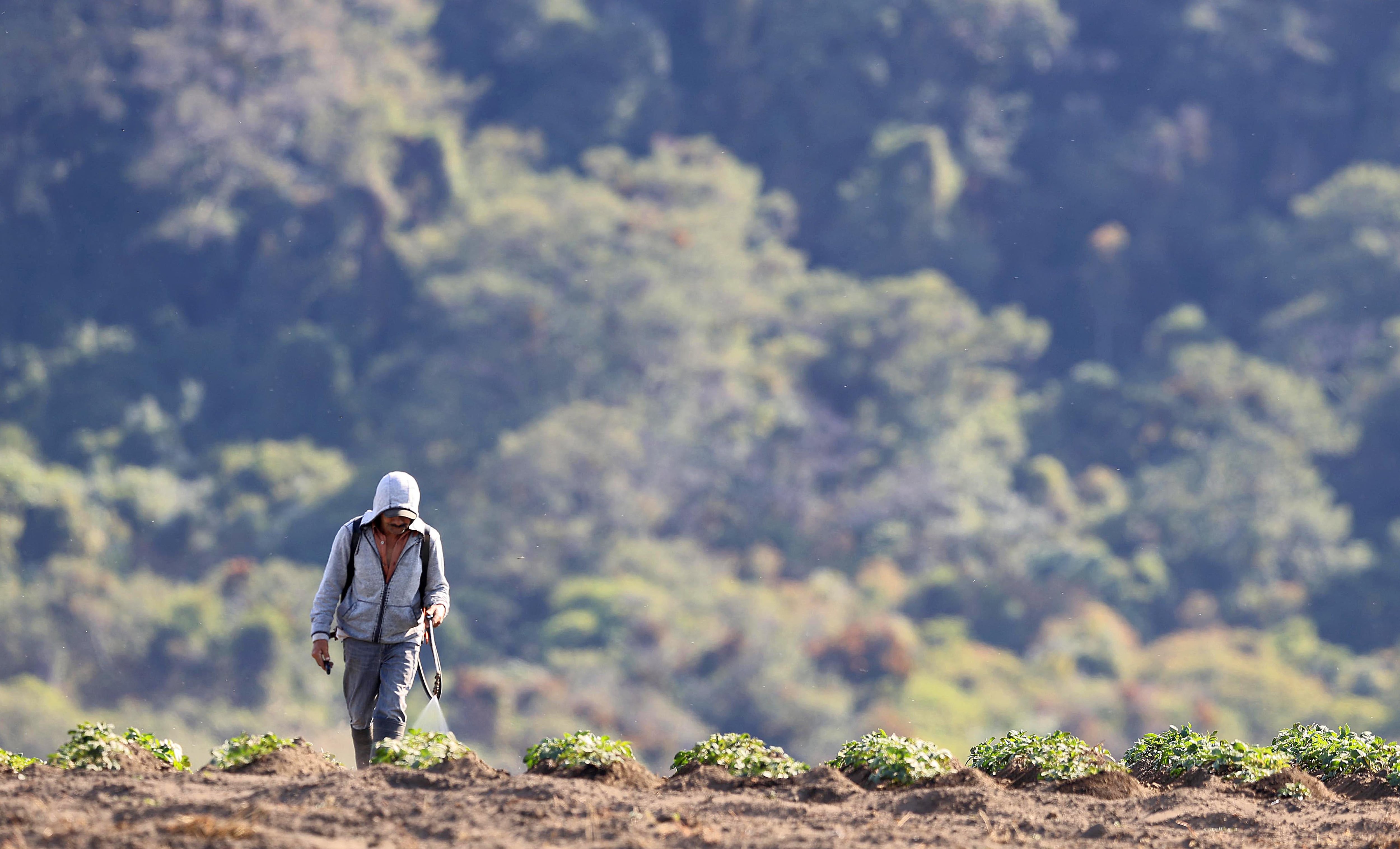 06/05/2024 San Juan de Chicuá. Edgar Gómez Sánchez atomizaba un pequeño papal, a las 7:55 a.m., para combatir algunas plagas que afectan el cultivo. Foto: Rafael Pacheco Granados