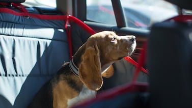 Vacaciones de Semana Santa sin estrés: guía para viajar en el automóvil con su perro
