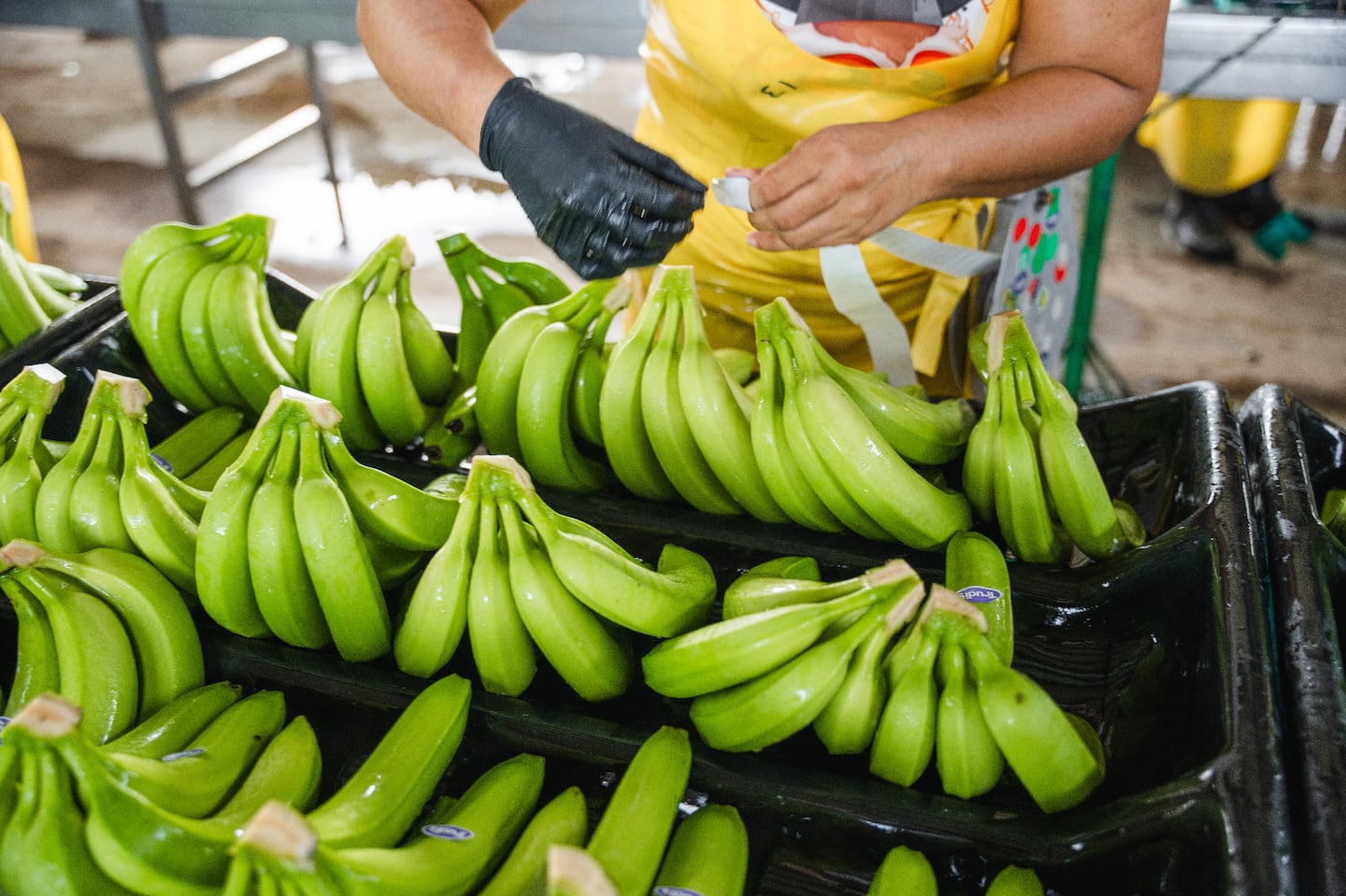 Fresh Del Monte cierra cuatro fincas bananeras en Costa Rica y despide a 850 empleados