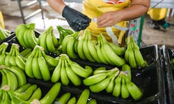 Fresh Del Monte cierra cuatro fincas bananeras en Costa Rica y despide a 850 empleados