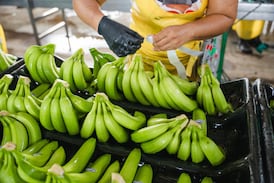 Fresh Del Monte cierra cuatro fincas bananeras en Costa Rica y despide a 850 empleados