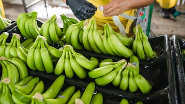 Fresh Del Monte cierra cuatro fincas bananeras en Costa Rica y despide a 850 empleados