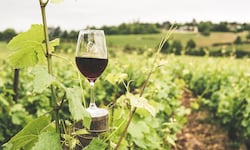 VineX Wine Week 2026 reunirá catas, feria y vinos internacionales en San José