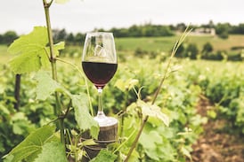 VineX Wine Week 2026 reunirá catas, feria y vinos internacionales en San José