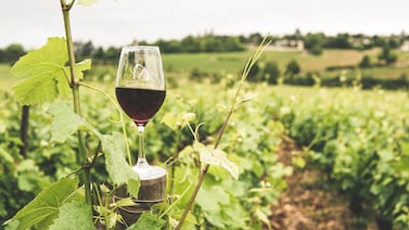 VineX Wine Week 2026 reunirá catas, feria y vinos internacionales en San José
