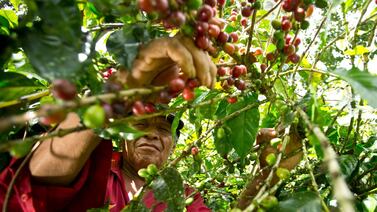 ¿Cuántos empleos se tendrán en la cosecha de café de este año?