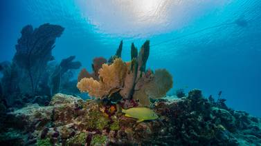Alta temperatura del océano provoca un desastre medioambiental en el sur de Florida: corales están en peligro