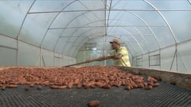 Precio del cacao bate récords y abre una nueva oportunidad para los productores de Costa Rica