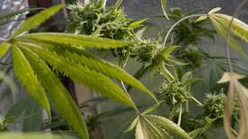 Diputados aprueban legalización de cannabis medicinal y cáñamo con los cambios del veto presidencial