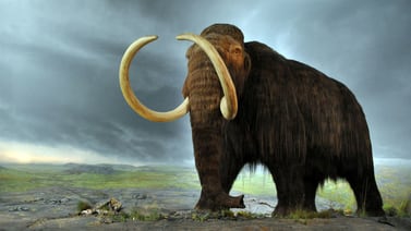 EF Explica: Desextinción, ¿en qué consiste la tecnología con la que científicos esperan “revivir” al mamut? 